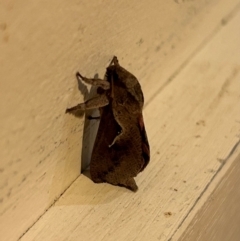 Elhamma australasiae (A Swift or Ghost moth (Hepialidae)) at QPRC LGA - 30 Jan 2024 by stellabellaxx