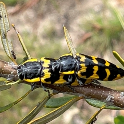 Cyrioides imperialis (Banksia jewel beetle) at Kambah, ACT - 1 Jan 2021 by ajlandford
