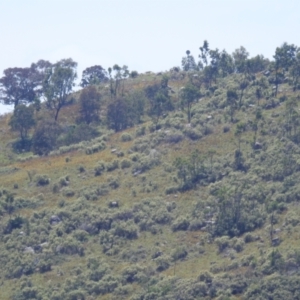 Hypericum perforatum at Cooleman Ridge - 30 Jan 2024