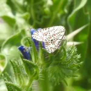 Utetheisa pulchelloides at McQuoids Hill - 30 Jan 2024