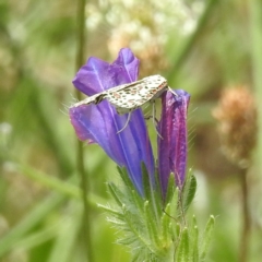 Utetheisa pulchelloides at McQuoids Hill - 30 Jan 2024