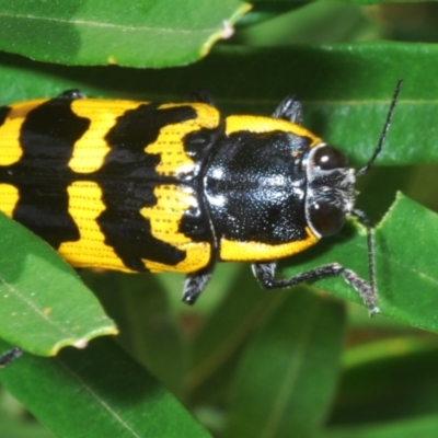 Cyrioides imperialis (Banksia jewel beetle) at Namadgi National Park - 30 Jan 2024 by Harrisi