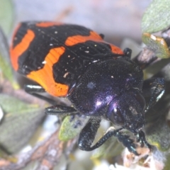 Castiarina bremei (A jewel beetle) at Booth, ACT - 30 Jan 2024 by Harrisi