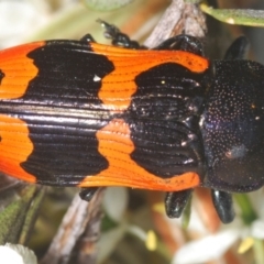 Castiarina bremei at Booth, ACT - 30 Jan 2024 11:33 PM