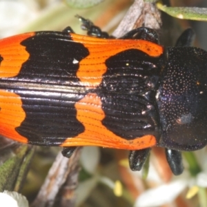 Castiarina bremei at Booth, ACT - 30 Jan 2024 11:33 PM