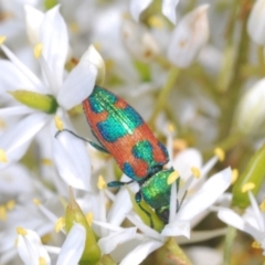 Castiarina hilaris (A jewel beetle) at Rendezvous Creek, ACT - 30 Jan 2024 by Harrisi
