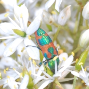 Castiarina hilaris at Namadgi National Park - 30 Jan 2024 04:09 PM