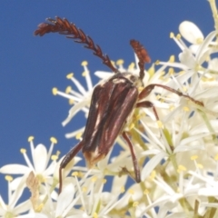 Distichocera fuliginosa (Longhorn or Longicorn beetle) at Rendezvous Creek, ACT - 30 Jan 2024 by Harrisi