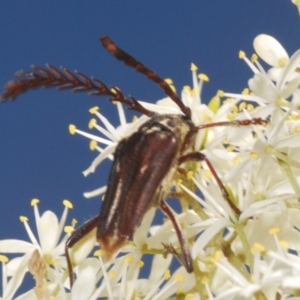 Distichocera fuliginosa at Namadgi National Park - 30 Jan 2024
