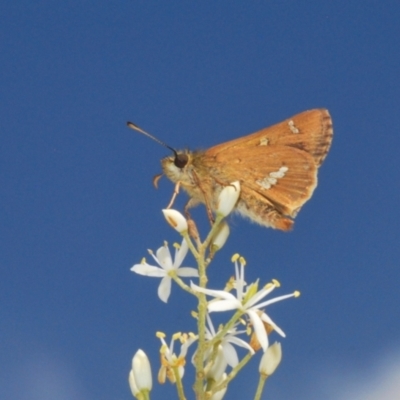 Dispar compacta (Barred Skipper) at Rendezvous Creek, ACT - 30 Jan 2024 by Harrisi