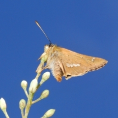 Dispar compacta at Namadgi National Park - 30 Jan 2024