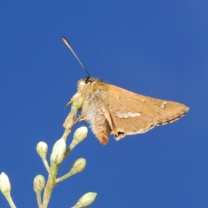 Dispar compacta at Namadgi National Park - 30 Jan 2024