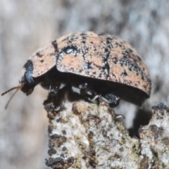 Trachymela sp. (genus) (Brown button beetle) at Tuggeranong Hill - 24 Jan 2024 by Harrisi