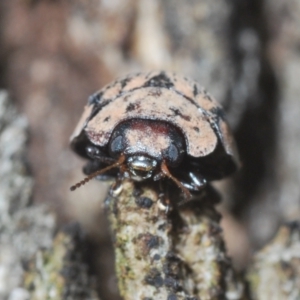 Trachymela sp. (genus) at Tuggeranong Hill - 24 Jan 2024