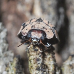 Trachymela sp. (genus) at Tuggeranong Hill - 24 Jan 2024