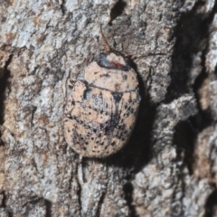 Trachymela sp. (genus) at Tuggeranong Hill - 24 Jan 2024 03:58 PM