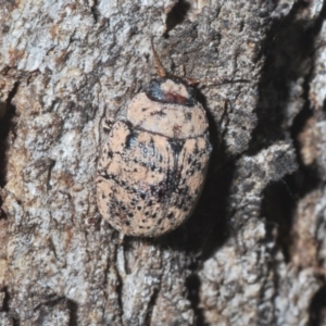 Trachymela sp. (genus) at Tuggeranong Hill - 24 Jan 2024