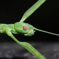 Unverified Stick insect (Phasmatodea) at Capalaba, QLD - 27 Jan 2024 by TimL