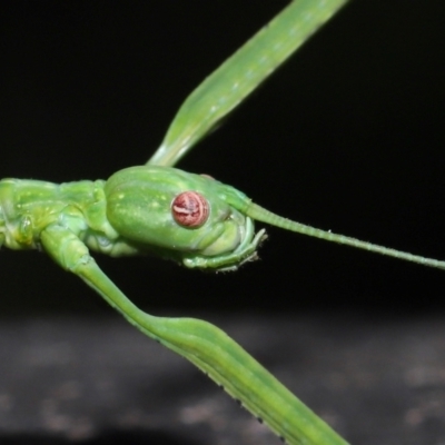 Unverified Stick insect (Phasmatodea) at Capalaba, QLD - 27 Jan 2024 by TimL