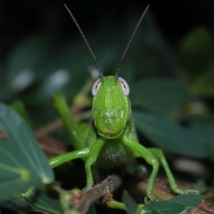 Valanga irregularis (Hedge Grasshopper) at Wellington Point, QLD - 30 Jan 2024 by TimL