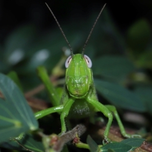 Valanga irregularis at Wellington Point, QLD - 30 Jan 2024