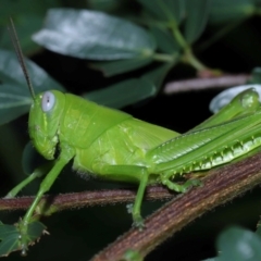 Valanga irregularis at Wellington Point, QLD - suppressed