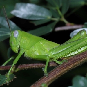 Valanga irregularis at Wellington Point, QLD - 30 Jan 2024