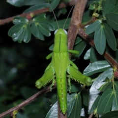 Valanga irregularis at Wellington Point, QLD - suppressed