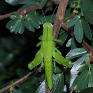 Valanga irregularis at Wellington Point, QLD - 30 Jan 2024