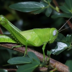 Valanga irregularis at Wellington Point, QLD - 30 Jan 2024