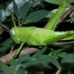 Valanga irregularis at Wellington Point, QLD - suppressed