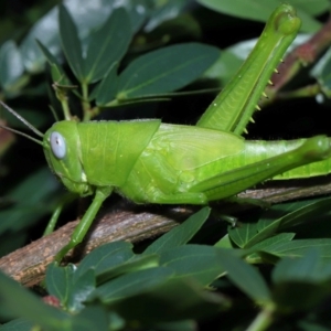 Valanga irregularis at Wellington Point, QLD - 30 Jan 2024