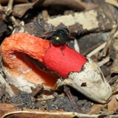 Phallus rubicundus (Phallus rubicundus) at Brisbane City Botanic Gardens - 23 Jan 2024 by TimL