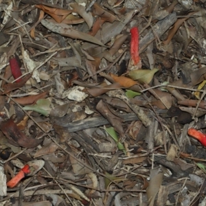 Phallus rubicundus at Brisbane City Botanic Gardens - 23 Jan 2024 12:07 PM