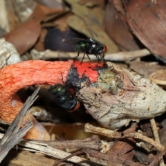 Phallus rubicundus at Brisbane City Botanic Gardens - 23 Jan 2024 12:07 PM