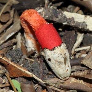 Phallus rubicundus at Brisbane City Botanic Gardens - 23 Jan 2024 12:07 PM