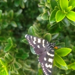 Phalaenoides tristifica (Willow-herb Day-moth) at Wamboin, NSW - 30 Jan 2024 by zoe84