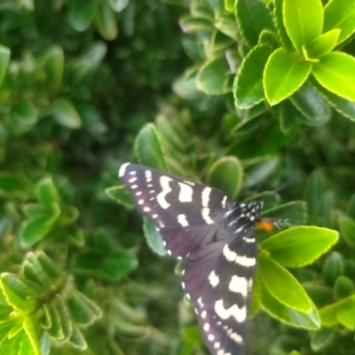 Phalaenoides tristifica (Willow-herb Day-moth) at QPRC LGA - 31 Jan 2024 by zoe84