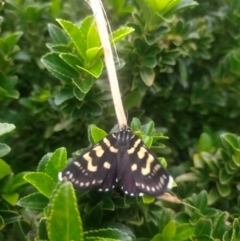 Phalaenoides tristifica at QPRC LGA - suppressed