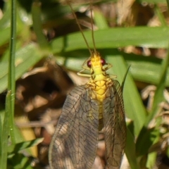 Unidentified Green Lacewing (Chrysopidae) at Braemar, NSW - 18 Jan 2024 by Curiosity