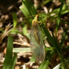 Calochrysa extranea at Wingecarribee Local Government Area - 18 Jan 2024