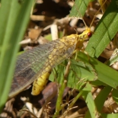 Calochrysa extranea at Wingecarribee Local Government Area - 18 Jan 2024