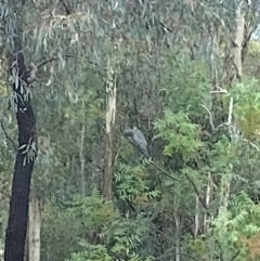 Callocephalon fimbriatum (Gang-gang Cockatoo) at Phillip, ACT - 30 Jan 2024 by shube