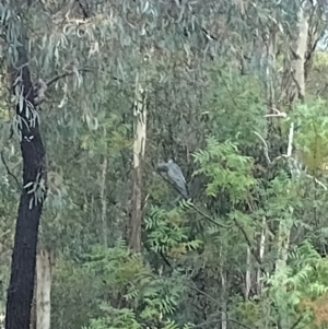 Callocephalon fimbriatum at Phillip, ACT - suppressed