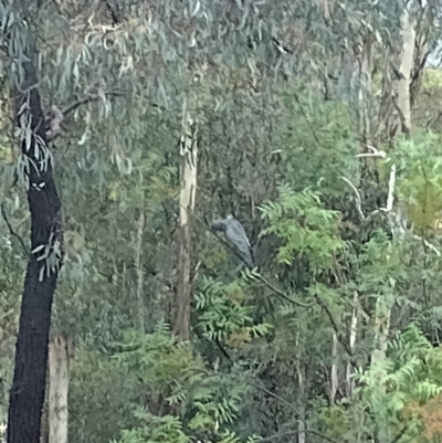 Callocephalon fimbriatum (Gang-gang Cockatoo) at Phillip, ACT - 31 Jan 2024 by shube