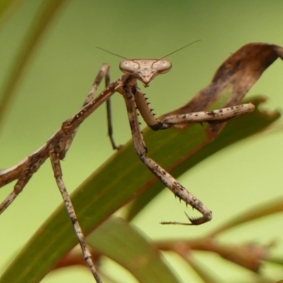 Mantodea sp. (order) at Wingecarribee Local Government Area - 18 Jan 2024 by Curiosity
