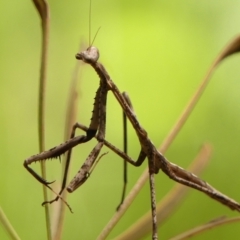 Archimantis sp. (genus) at Wingecarribee Local Government Area - 19 Jan 2024