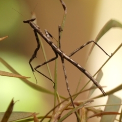 Archimantis sp. (genus) at Wingecarribee Local Government Area - 19 Jan 2024