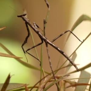 Archimantis sp. (genus) at Wingecarribee Local Government Area - 19 Jan 2024 10:53 AM