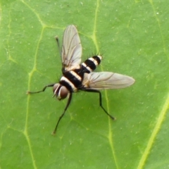 Trigonospila sp. (genus) (A Bristle Fly) at Braemar - 21 Jan 2024 by Curiosity